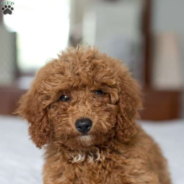 Montana, Mini Goldendoodle Puppy